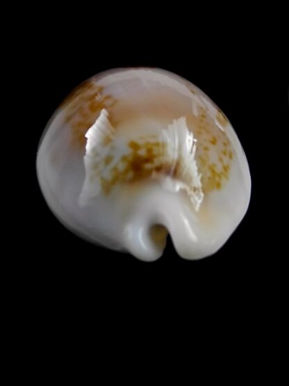 Austrasiatica hirasei 44,7 mm Gem-27359