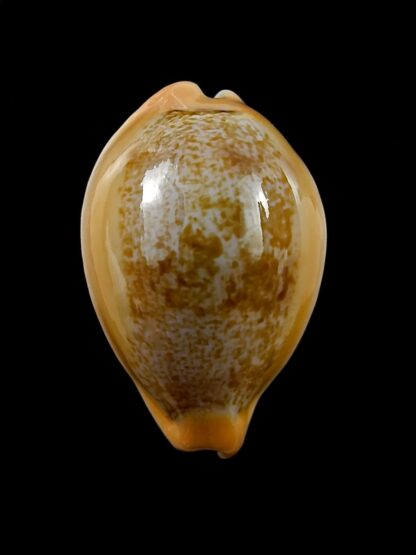 Austrasiatica langfordi "poppeorum" 55,2 mm Gem-27373