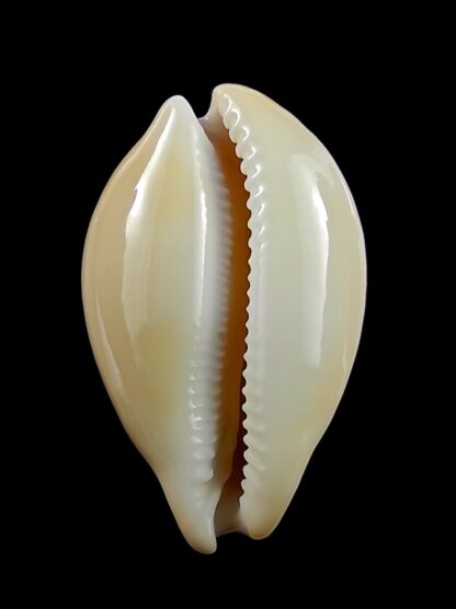 Austrasiatica langfordi "poppeorum" 55,2 mm Gem-27375