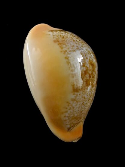 Austrasiatica langfordi "poppeorum" 55,2 mm Gem-27374