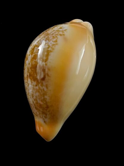 Austrasiatica langfordi "poppeorum" 55,2 mm Gem-27377