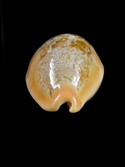 Austrasiatica langfordi "poppeorum" 55,2 mm Gem-27376