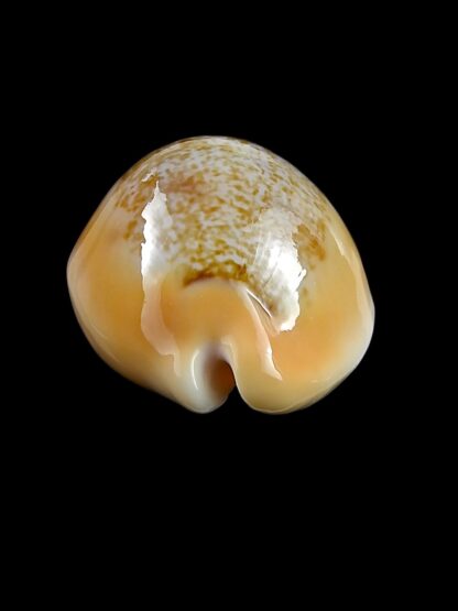 Austrasiatica langfordi "poppeorum" 55,2 mm Gem-27372