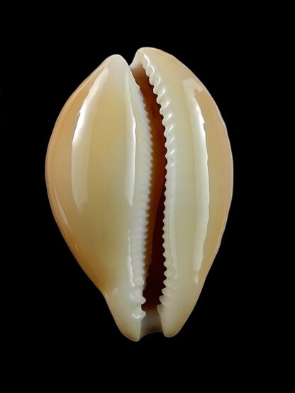 Austrasiatica langfordi "poppeorum" 55,8 mm Gem-27389