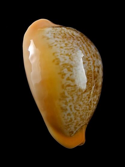 Austrasiatica langfordi "poppeorum" 55,8 mm Gem-27390