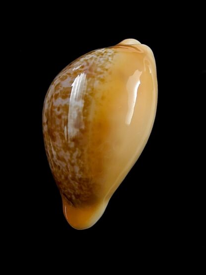 Austrasiatica langfordi "poppeorum" 55,8 mm Gem-27388