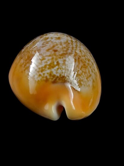 Austrasiatica langfordi "poppeorum" 55,8 mm Gem-27386