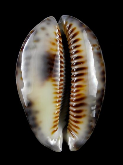 Mauritia maculifera scindata 55,8 mm Gem-27975