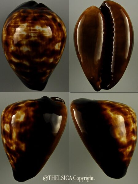 Zoila decipiens decipiens 50,9 mm Gem-0