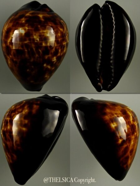 Zoila decipiens decipiens 50,5 mm Gem-0