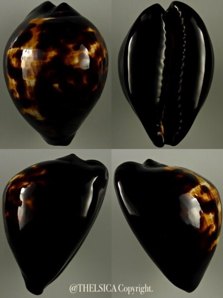 Zoila decipiens decipiens 46,6 mm Gem-0