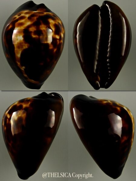 Zoila decipiens decipiens 46,7 mm Gem-0