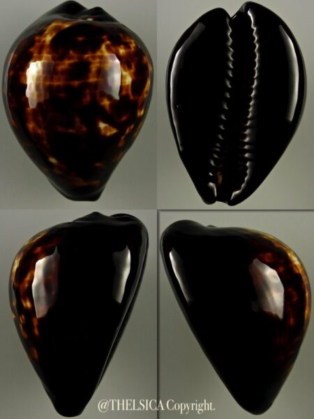 Zoila decipiens decipiens 51,4 mm Gem-0