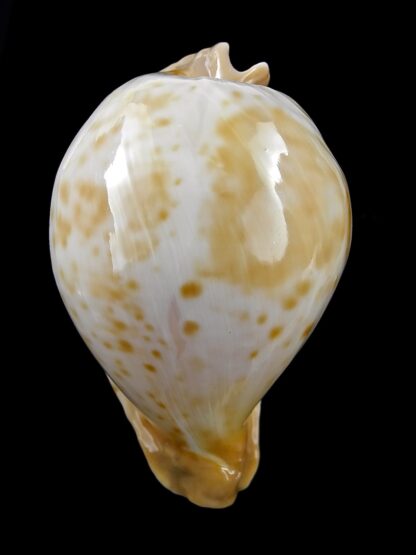 Umbilia petilirostris.. 78,1 mm Gem (-)-27984