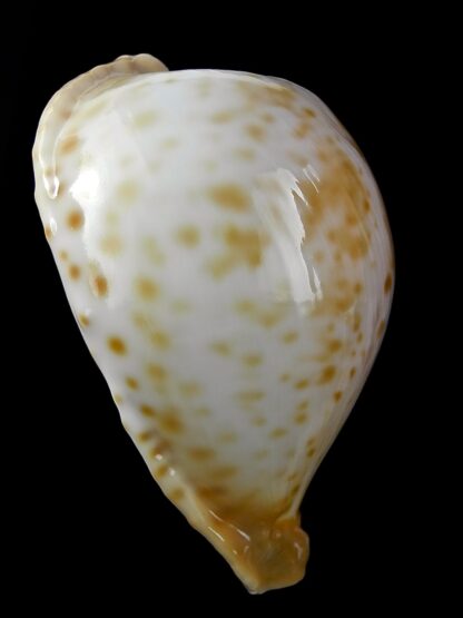 Umbilia petilirostris.. 78,1 mm Gem (-)-27988