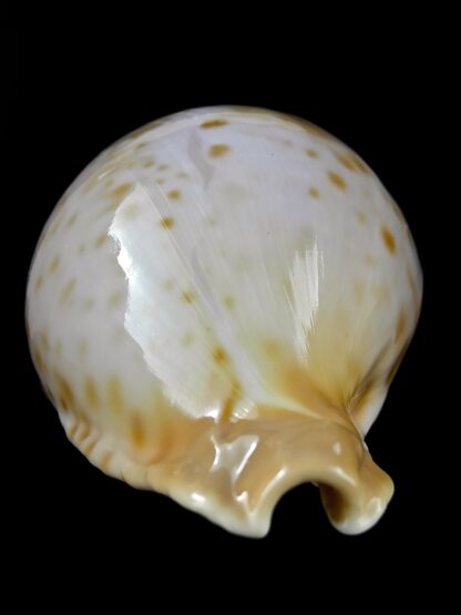 Umbilia petilirostris.. 78,1 mm Gem (-)-27987