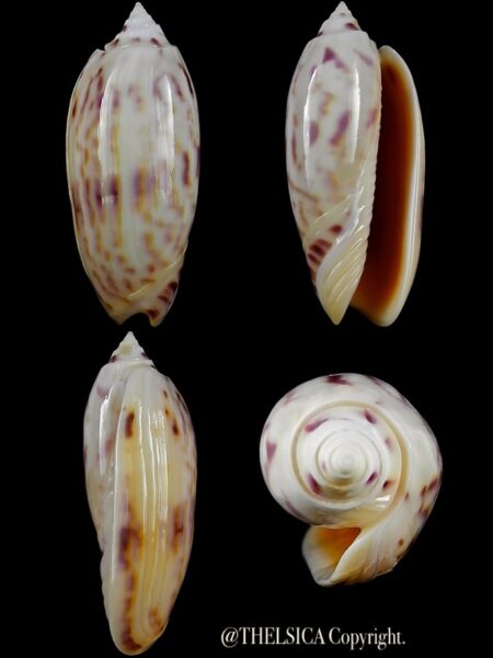 Miniaceoliva efasciata thierryii 55,6 mm Gem-0