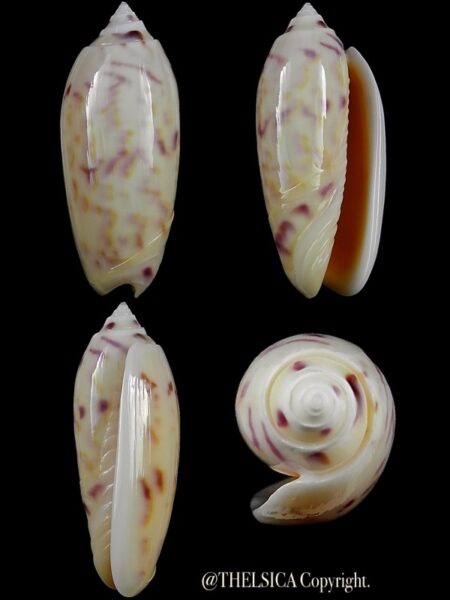 Miniaceoliva efasciata thierryii 50,2 mm Gem-0
