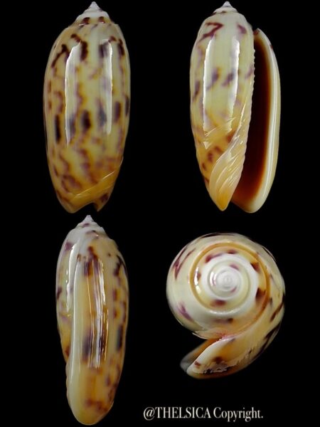Miniaceoliva efasciata thierryii 48,2 mm Gem-0