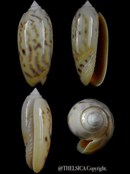 Miniaceoliva efasciata thierryii 53,2 mm Gem-0