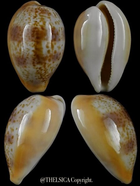 Schilderia achatidea achatidea 35,9 mm Gem-0