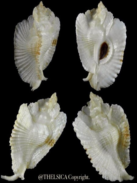 Timbellus bednalli 64,1 mm Gem-0