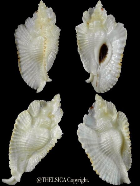 Timbellus bednalli 59,1 mm Gem-0