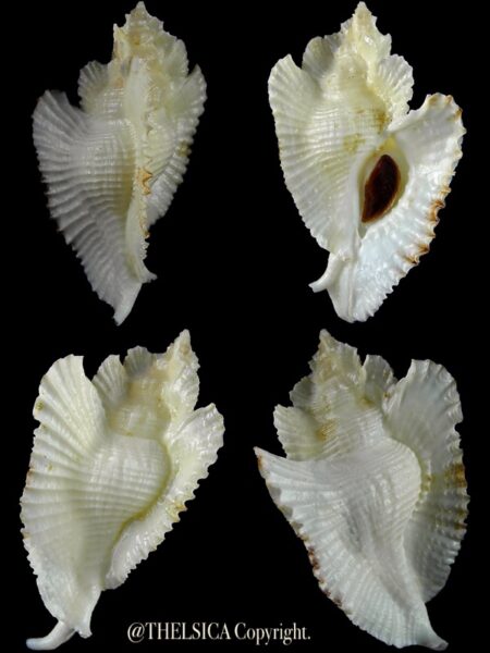 Timbellus bednalli 72,6 mm Gem-0