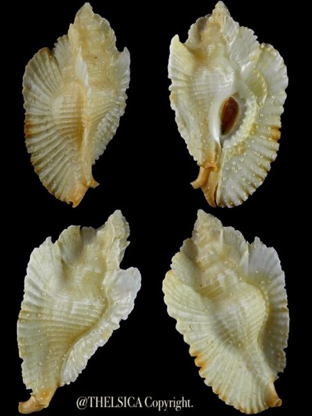 Timbellus bednalli 53,4 mm Gem-0
