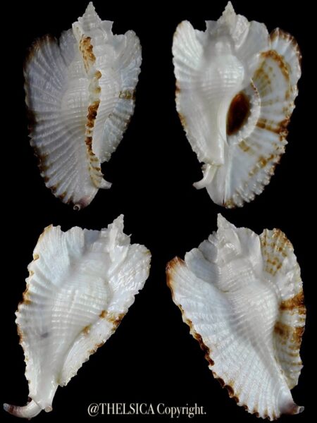 Timbellus bednalli 57,6 mm Gem-0