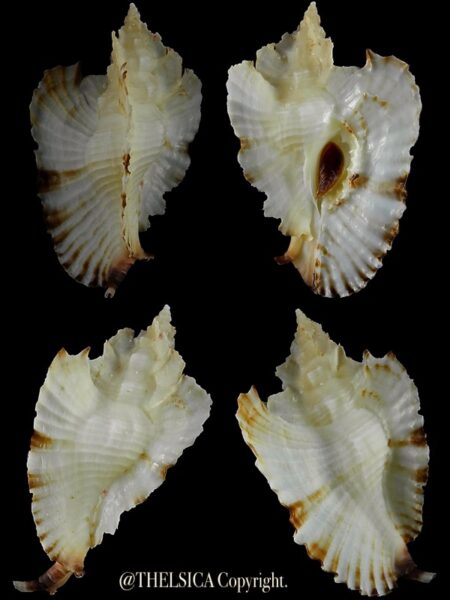 Timbellus bednalli 52,4 mm F+++/Gem-0