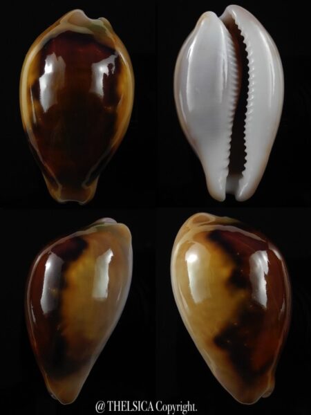 Neoburnaya spadicea...Rusty... 50,7 mm Gem-0