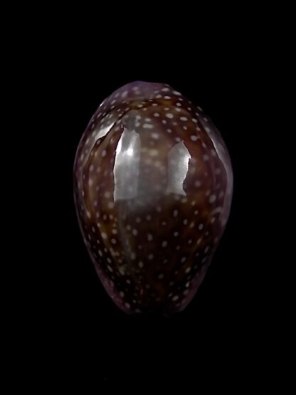 Naria poraria scarabeus 17,9 mm Gem-26729