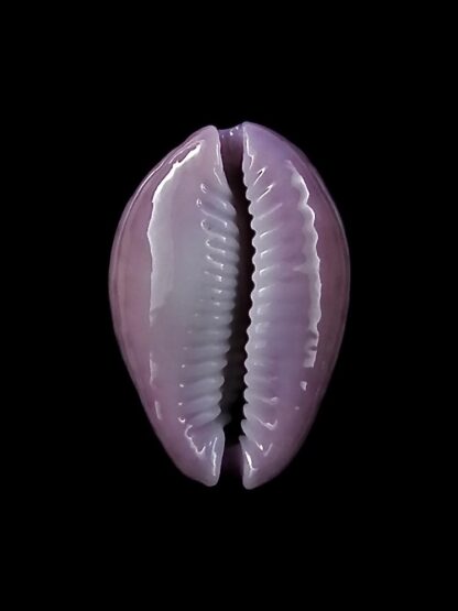 Naria poraria scarabeus 17,9 mm Gem-26730