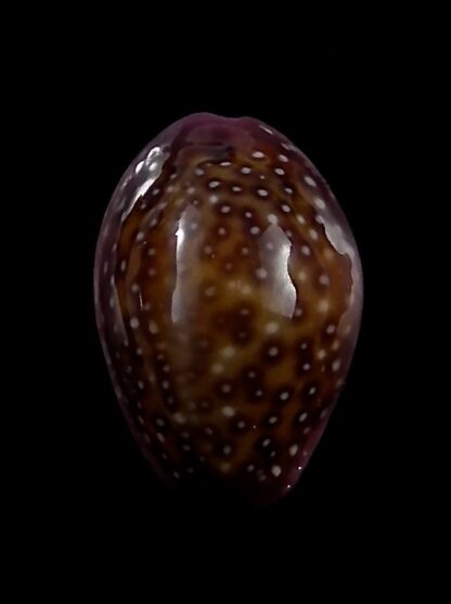 Naria poraria scarabeus 15,6 mm Gem-26709