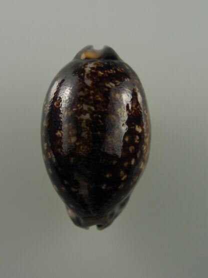 Mauritia eglantina N&R 46,6 mm Gem-26954