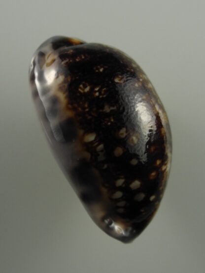 Mauritia eglantina N&R 46,6 mm Gem-26957