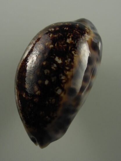 Mauritia eglantina N&R 46,6 mm Gem-26959