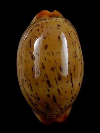Luria isabellamexicana 29,9 mm Gem-27097