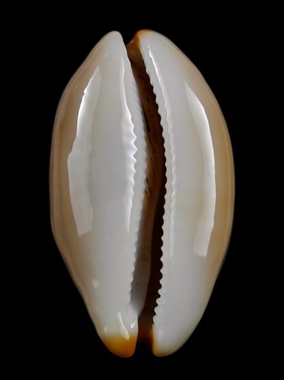 Luria isabellamexicana 29,9 mm Gem-27098