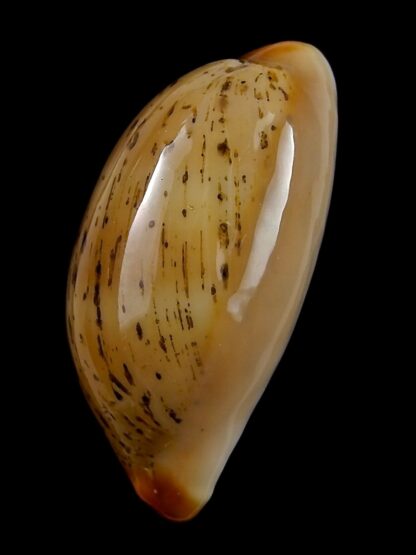 Luria isabellamexicana 29,9 mm Gem-27101