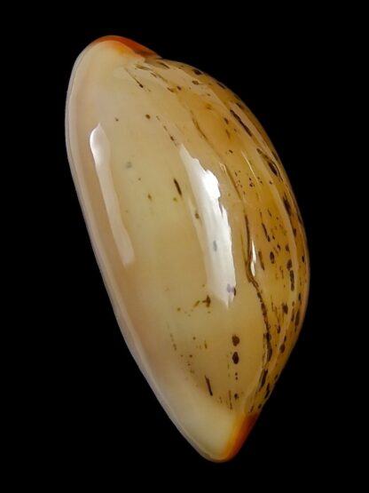 Luria isabellamexicana 29,9 mm Gem-27100