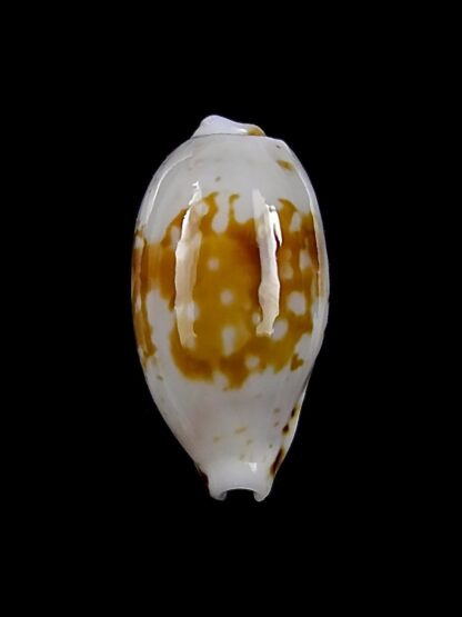 Bistolida goodalli fuscomaculata 12,9 mm Gem-27188