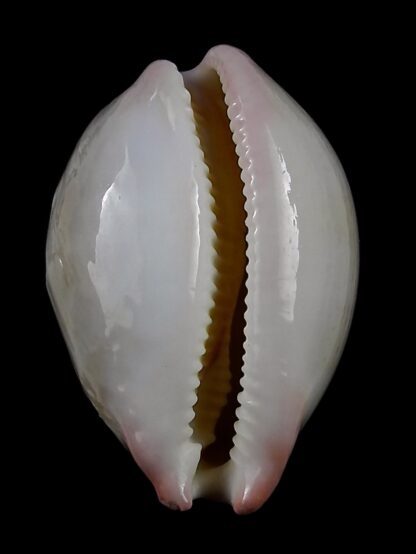 Austrocypraea reevei (macrosphaerica) 33,2 mm Gem-27020