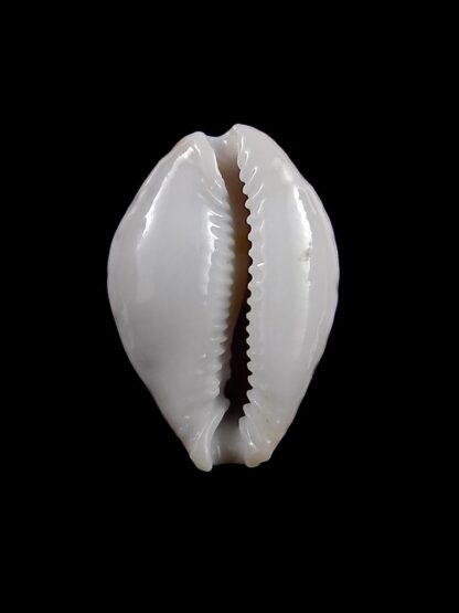 Erosaria acicularis sanctaehelenae 25,5 mm Gem-27239