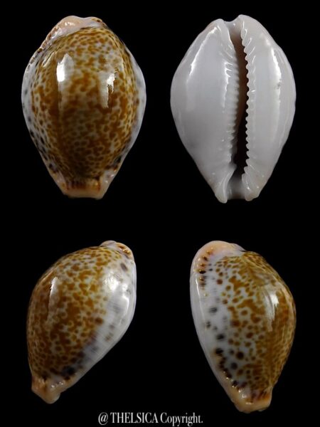 Erosaria acicularis sanctaehelenae 25,5 mm Gem-0