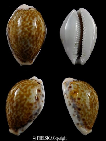 Erosaria acicularis santaehelenae 27,9 mm F+++/Gem-0