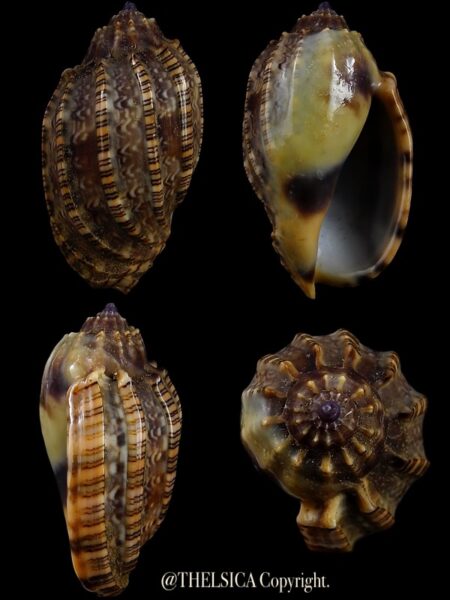 Harpa amouretta kolaceki "GIANT" 39,5 mm Gem-0