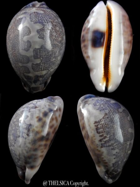 Leporicypraea mappa admirabilis ... OVERGLAZED .... 74,6 mm Gem (-)-0