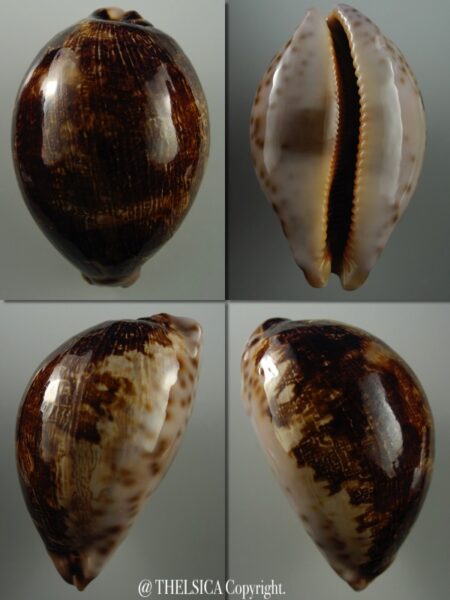 Leporicypraea mappa montrouzieri N&R 78,5 mm Gem-0